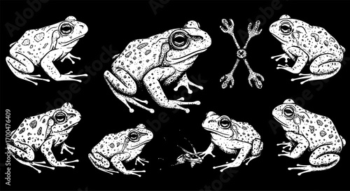 Frog or toad, collage element with vintage stipple photocopy effect, with retro grainy texture. Vector illustration for grunge psychedelic surreal poster or tattoo in 90s aesthetic