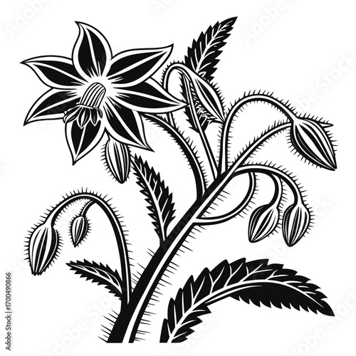 Wallpaper Mural Black and White Botanical Flower Illustration. Torontodigital.ca