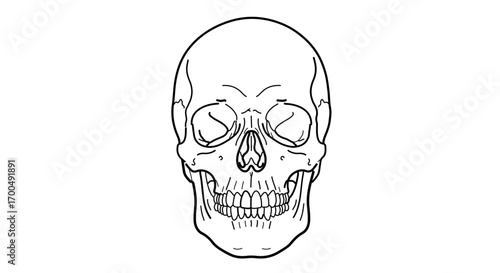Hand drawn human skull, perfect for medical or creative projects
