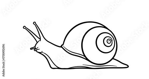 Hand drawn illustration of a snail, a gastropod mollusk with a shell