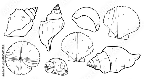 Collection of various seashell outlines, showcasing diverse shapes and textures