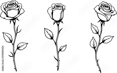 Elegant Black Rose Illustration