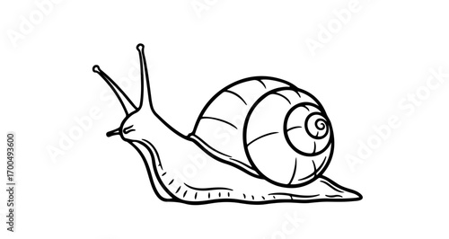 Illustration of a snail with a shell, perfect for coloring books and educational materials