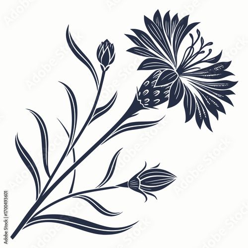 Elegant Monochrome Cornflower Botanical Illustration.