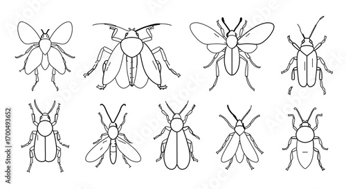 Set of insect collection of bug, beetle, fly outline drawing entomology, pest control, nature study vector illustration for coloring book, print, design