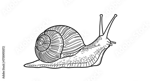Snail, a slowmoving creature with a shell, representing patience and nature
