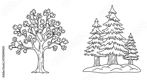 Illustration of deciduous and coniferous trees, ideal for nature or forestry themes