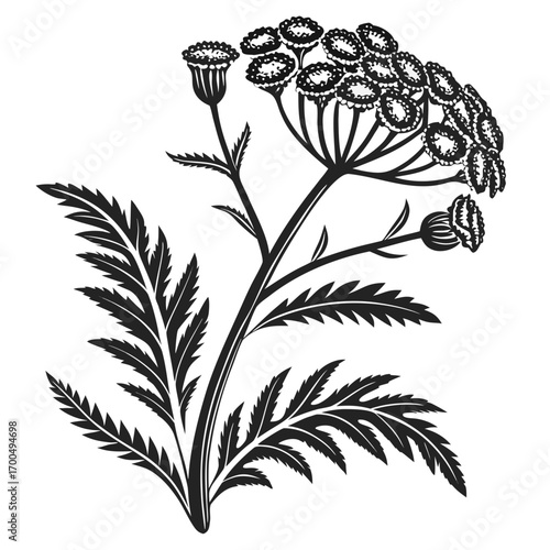 Black and white botanical illustration of a flowering plant with detailed leaves