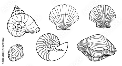 Line art illustration of various seashells, showcasing the beauty of marine life