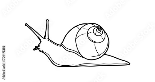 Snail illustration, showcasing shell and antennae in detailed line art