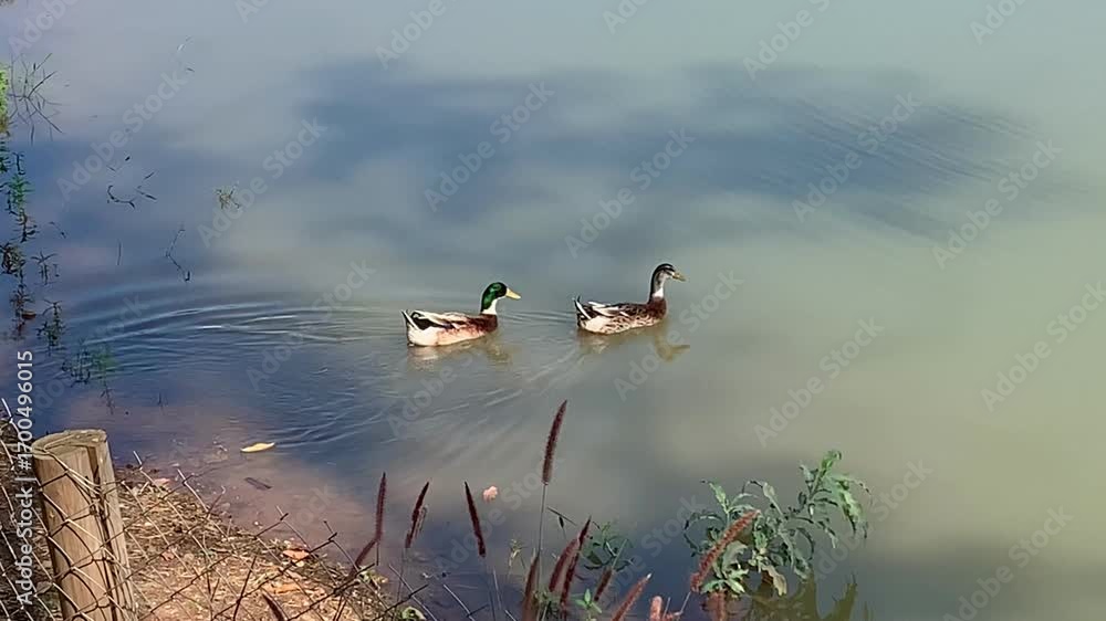 Cisnes na lagoa