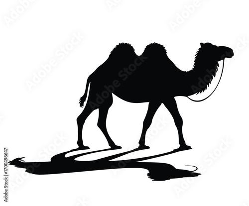Vector silhouette of wild dromedary camels traveling on a desert dune