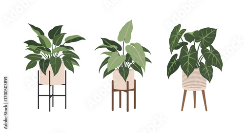 A collection of three large leafed houseplants in decorative pots with stands in a row