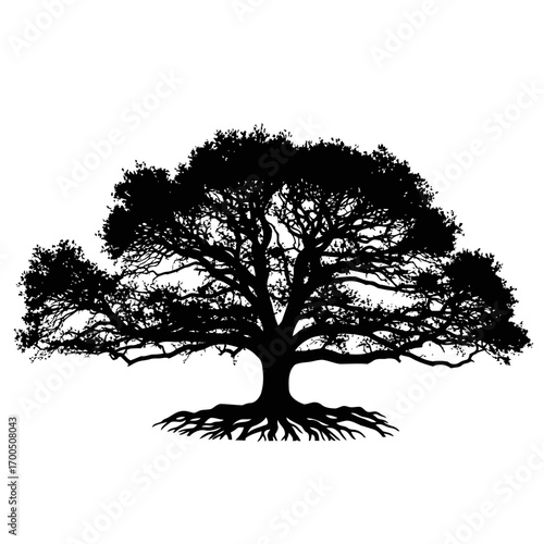  a large oak tree with wide branches and visible roots