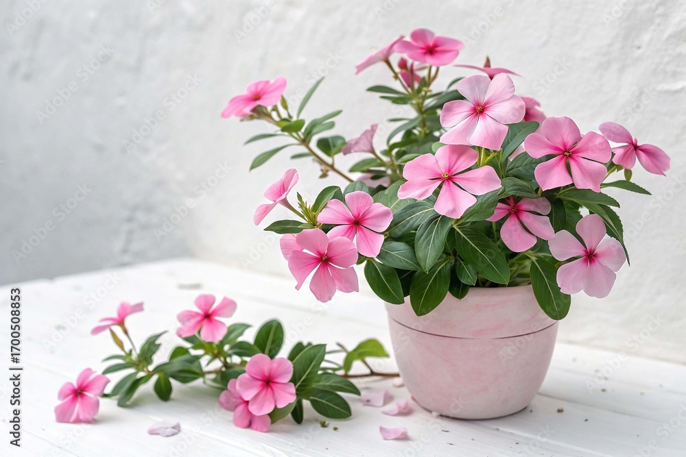 custom made wallpaper toronto digitalBlooming catharanthus pink in pot on white background