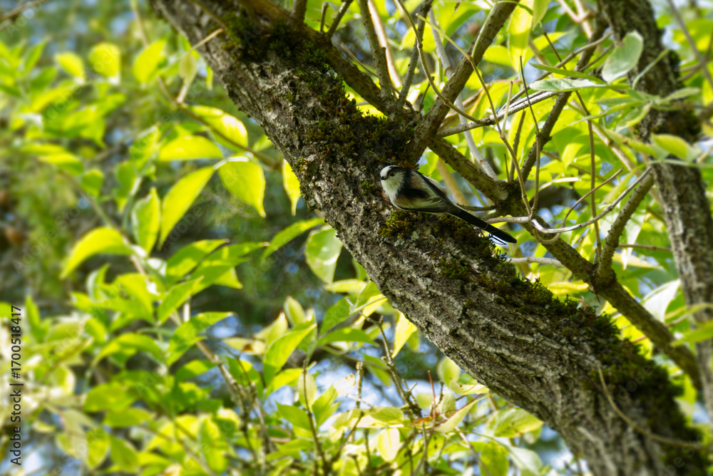 Fototapeta premium Long-tailed tit (Aegithalos caudatus) sitting in a tree in Zurich, Switzerland