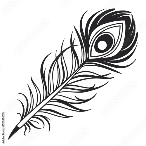 Elegant black and white peacock feather illustration