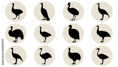 Twelve flightless birds silhouettes cassowary ostrich
