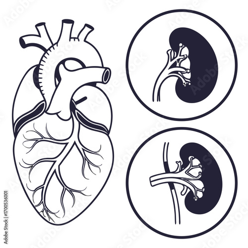 Human Heart and Kidney Outline Icons anatomy organ