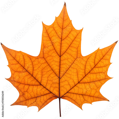 Wallpaper Mural Orange-red maple leaf on white or transparent background, symbol of American autumn. Detailed and natural, ideal for seasonal posters, fall decorations, and nature-inspired designs Torontodigital.ca