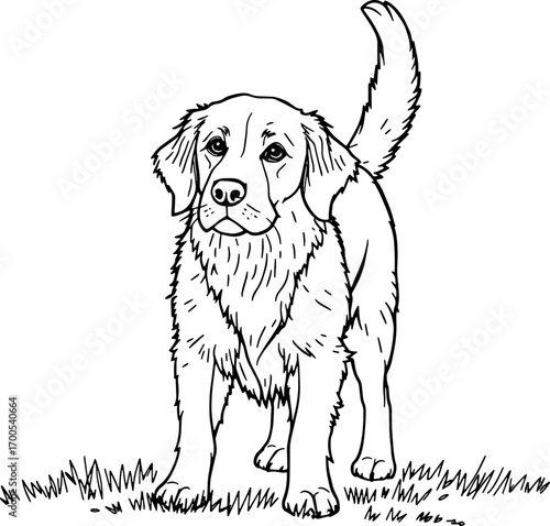 Golden Retriever Dog Line Art Illustration