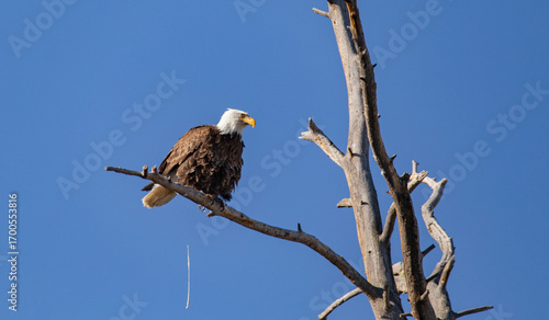 A bald eagle is resting on a dead tree branch, expelling waste.