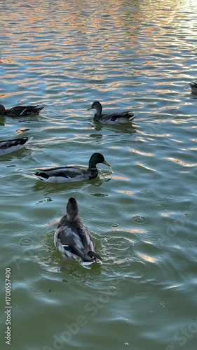 Serene ducks gently gliding across a rippling lake at sunset, creating a peaceful and relaxing moment that captures the beauty of nature and the calm rhythm of water.