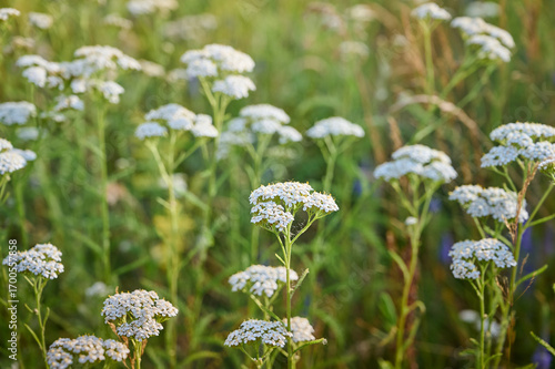 Common yarrow (Achillea) white flowers close up. Medicinal organic natural herbs, plants concept. Wild yarrow, wildflower.
