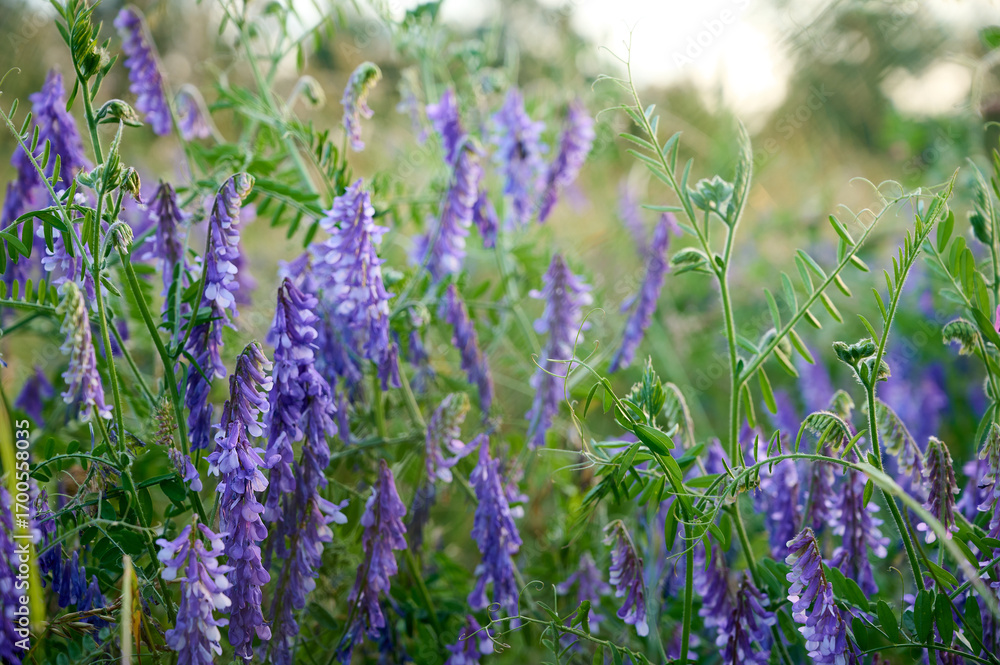 Obraz premium Fragrant summer sunny meadow with Vicia cracca flowers.