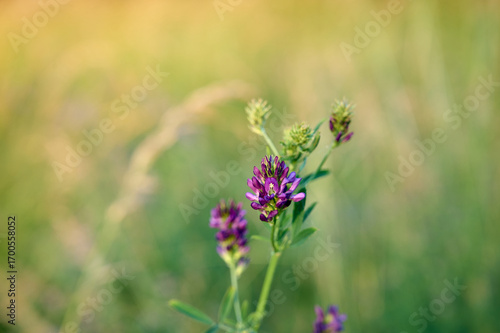 Wallpaper Mural Flowering purple alfalfa (Medicago sativa) plant on green field. Torontodigital.ca