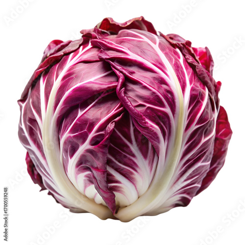 Radicchio vegetable with deep purple leaves and white veins isolated on black red chicory italian chicory