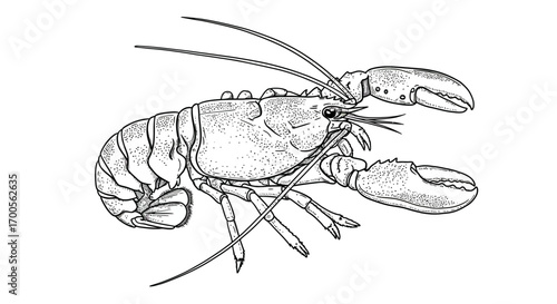 Intricate black and white lobster drawing with detailed linework on white background