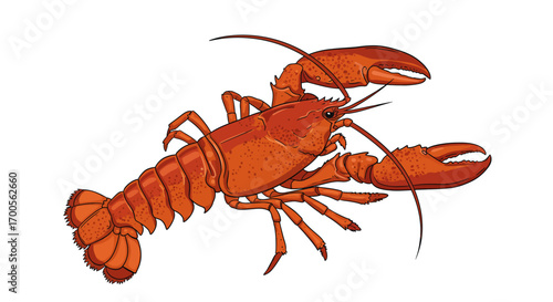 Lively lobster in detailed cartoon style on white background