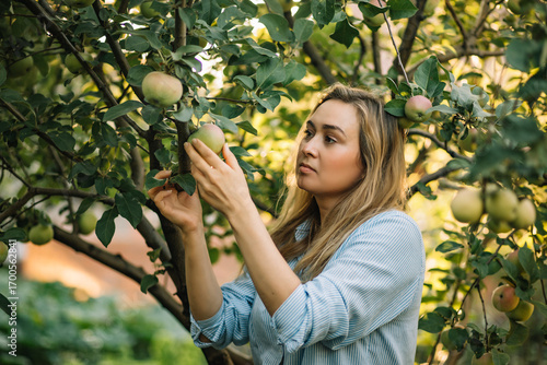 Woman farmer pick up the organic ripe apple from the tree. Harvest season.