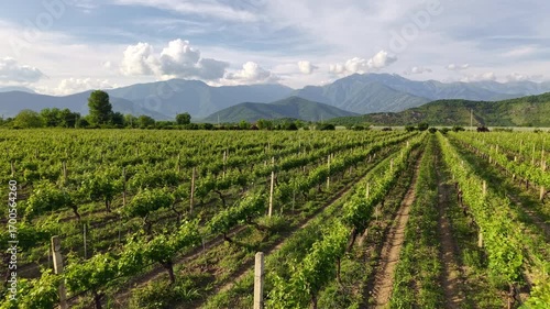 Wallpaper Mural Scenic Vineyard With Mountain Landscape Torontodigital.ca