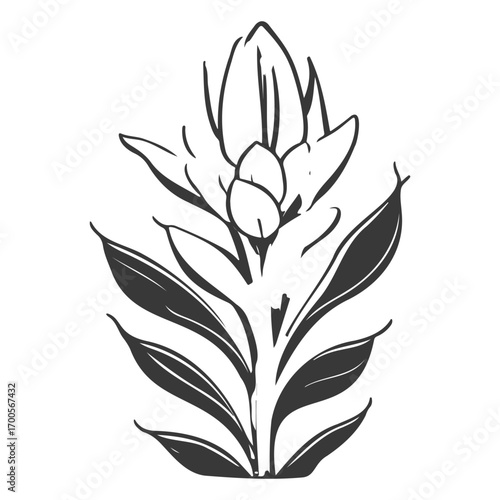 aloe flower illustration grey
