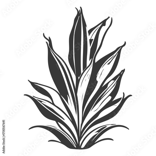 aloe flower illustration grey
