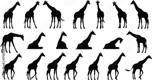 Black silhouette illustration of twenty giraffes in various poses, standing, walking, and sitting, wildlife and animal behavior concept, vector art, minimal style