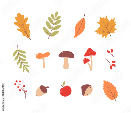 Set autumn leaves of trees, vector illustration of autumn elements. Fall background. Flat style.
