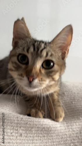 Close-up of a curious tabby cat looking directly into the camera with wide, expressive eyes, capturing a playful and affectionate moment that highlights feline personality and charm.