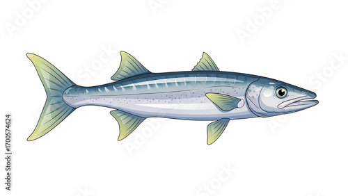 Realistic Vector Illustration of Silver Barracuda Fish with Green Fins Isolated

