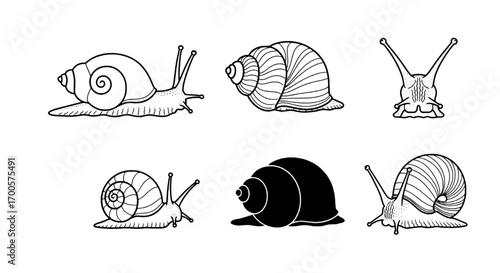 Snail Illustration Set Detailed Line Art of Various Snail Poses and Shells