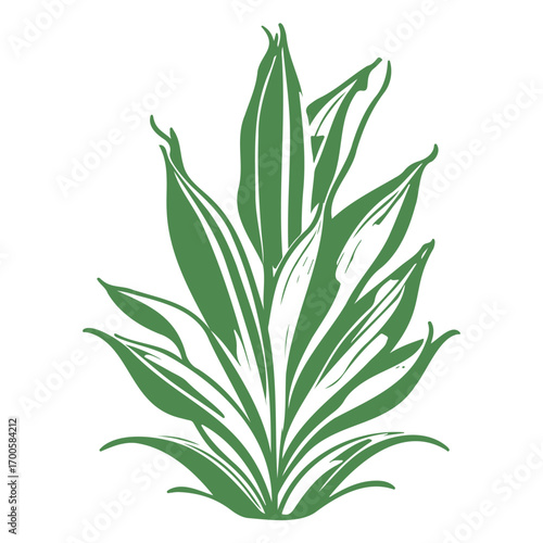 aloe flower illustration green