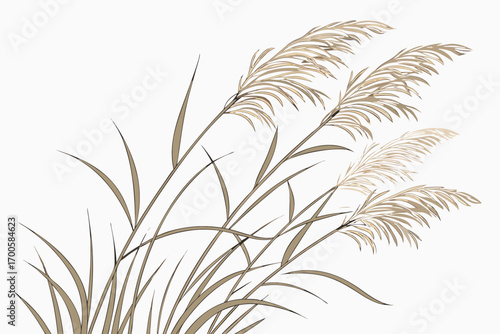 wheat ears isolated on white