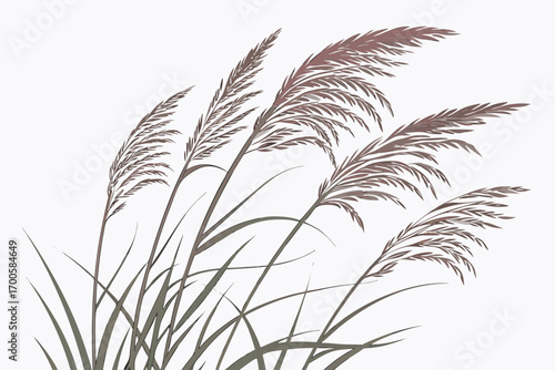 grass isolated on white background