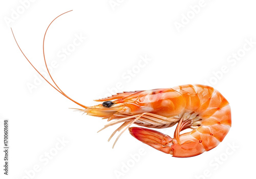 Cooked shrimp isolated on transparent background