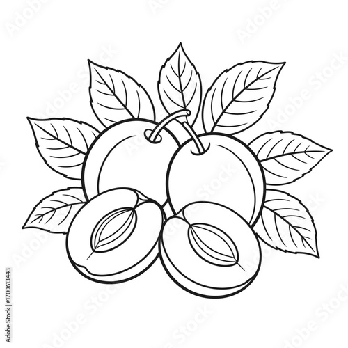 Hand drawn illustration of plums with leaves and pits