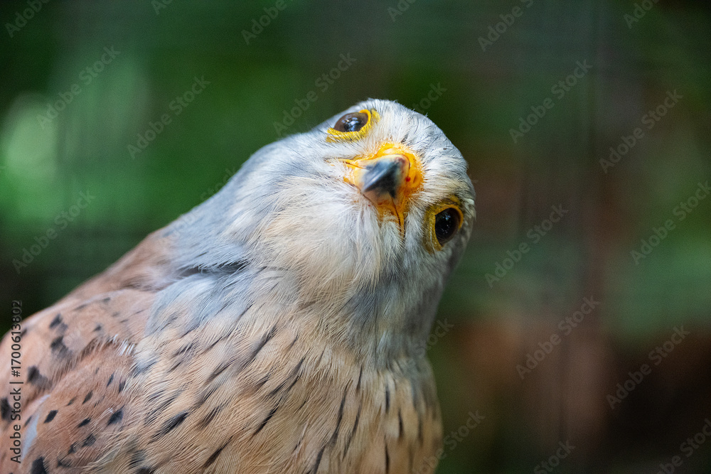 Obraz premium Portrait of a common falco looking up against a green backdrop