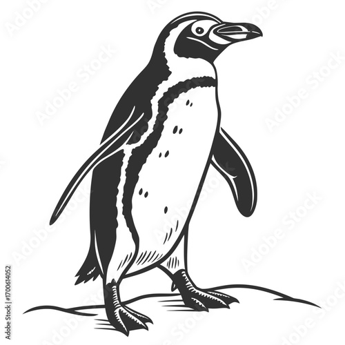 A stylized black and white illustration of a magellanic penguin standing on a rocky surface showcasing its distinctive markings and upright posture