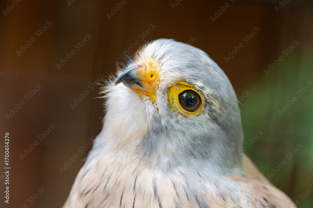 Fototapeta premium Headshot of a kestrel in various colors grey, beige, brown with beautiful eyes